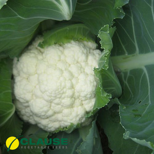 Насіння капусти Майбах F1 (Clause) 2500 насіння — раннє (50-55 днів), кольорове