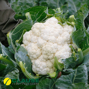 Насіння капусти Авізо F1 (Clause), 1000 насіння — середньо-рання (70-75 днів), кольорове