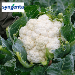 Насіння капусти Лекану F1 (Syngenta), 2500 насіння — середньо-раннє (75 днів), кольорове