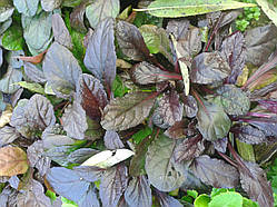 Живучка пурпуролиста Р9