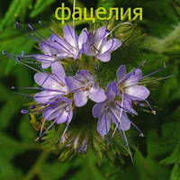 Фацелия семена, 500 гр цветок-медонос, сидерат, красивый цветок