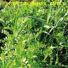 Віка вівсяна суміш