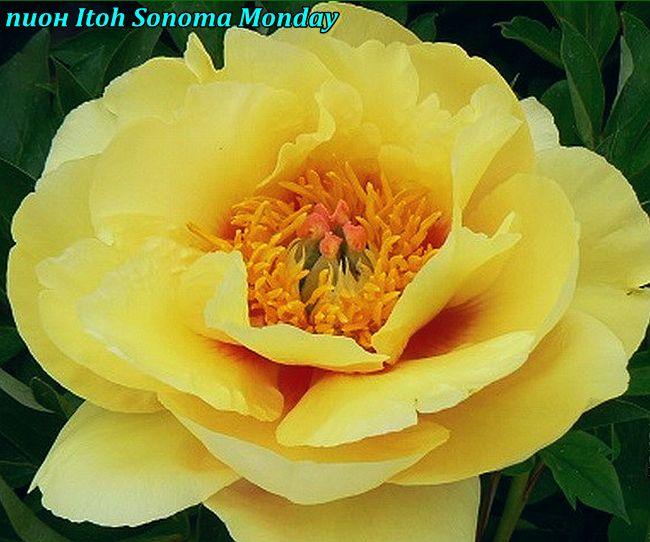 Півонія махровий Itoh «Sonoma Monday» (Сонома Мондей), фото 1