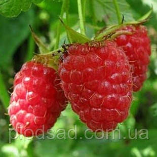 Малина Крепиш (малинове дерево)