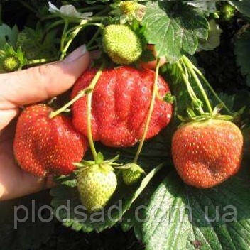 Полуниця Гігант Джорнея