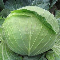 Капуста білочана Білосніжка 5 г