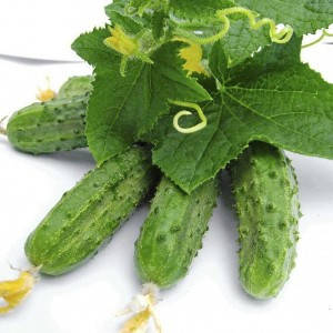 Насіння огірка Регал F1, 100 насінин — бджолозапильний, ультра-ранній гібрид (45-48 днів), фото 2