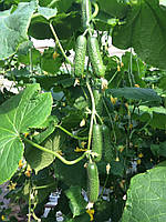 Насіння огірка Гуннар F1 (500 сем.) Enza Zaden