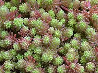 Очиток испанский (Sedum hispanicum "Blue Carpet")Р9