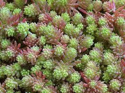 Очиток іспанський (Sedum hispanicum "Blue Carpet")Р9