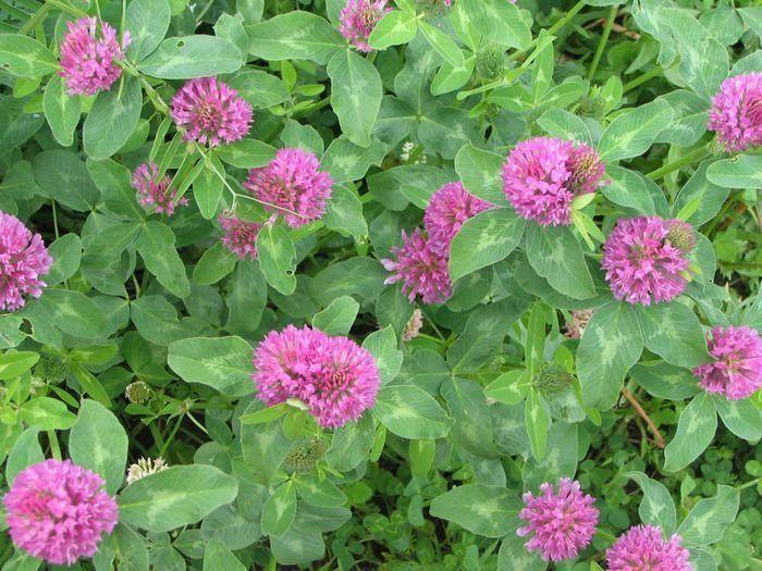 Конюшина червона насіння