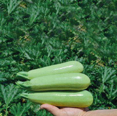 Насіння кабачка Тереніум F1 (500 нас.) Lark Seeds