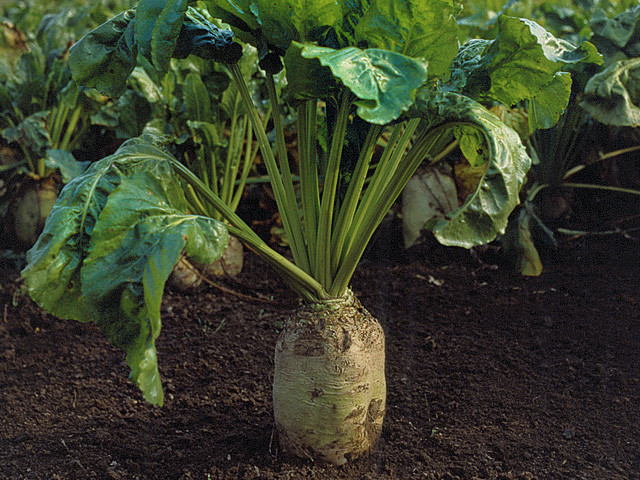 Буряк Центаур, Україна