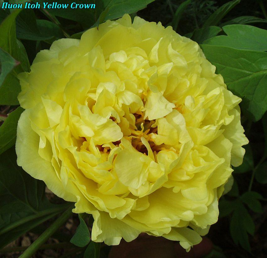 Півонія Itoh "Yellow Crown" (Жовта корона), фото 1