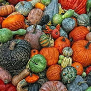 Насіння гарбуза