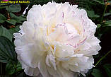 Півонія махрова «Mary E Nicholls» (Мері Ніколс), фото 3