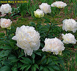 Півонія махрова «Mary E Nicholls» (Мері Ніколс), фото 2