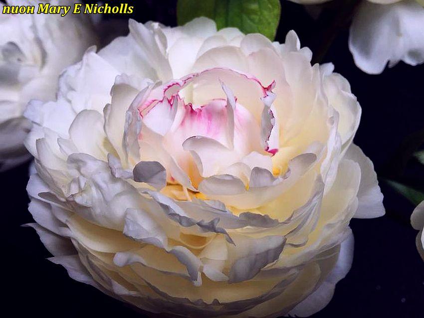 Півонія махрова «Mary E Nicholls» (Мері Ніколс), фото 1