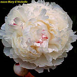 Півонія махрова «Mary E Nicholls» (Мері Ніколс), фото 5