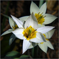 Цибулини тюльпана ботанічного Turkestanica (1 шт.)