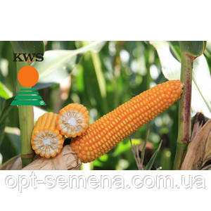 Семена кукурузы Богатырь (КВС) ФАО 290 - фото 1 - id-p632665713