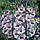 Гладиолус крупноцветковый Vera Lynn, 12/14, фото 2
