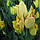 Цибулини тюльпанів Aquilla (мультиф), фото 2