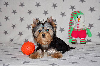 Міні хлопчик йорк шоу-класу