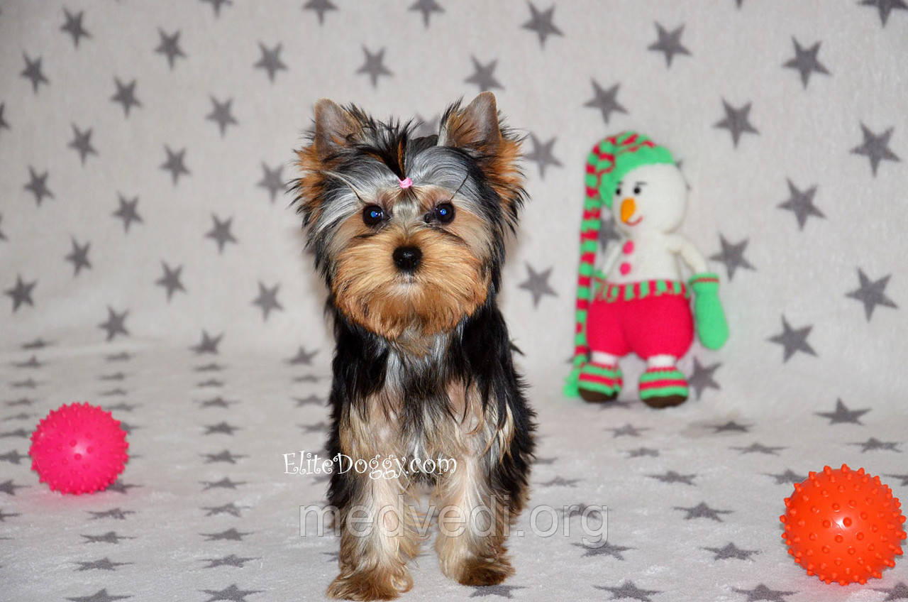 Міні дівчинка йорка (йоркширський тер'єр)