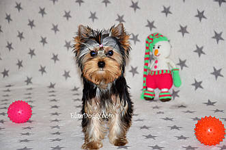 Міні дівчинка йорка (йоркширський тер'єр)