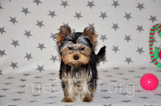 Мини девочка йорк