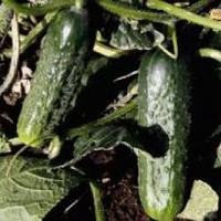 Огірок Караоке F1 1000 с., фото 1