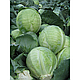 Насіння капусти Бузоні F1 2500 насіння Hazera, фото 2