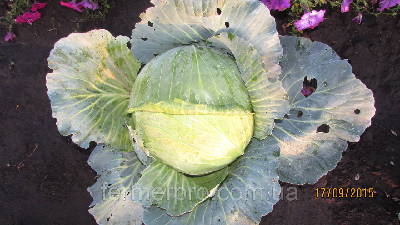 Насіння капусти Бузоні F1 2500 насіння Hazera, фото 1