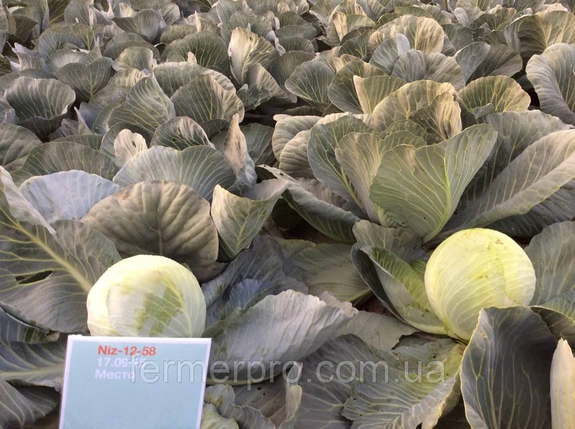 Насіння капусти Раменос F1 2500 каліброваних насіння Hazera, фото 1