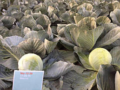 Насіння капусти Раменос F1 2500 каліброваних насіння Hazera