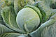Насіння капусти Гілсон F1 2500 насіння Hazera, фото 3