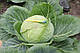 Насіння капусти Гілсон F1 2500 насіння Hazera, фото 4