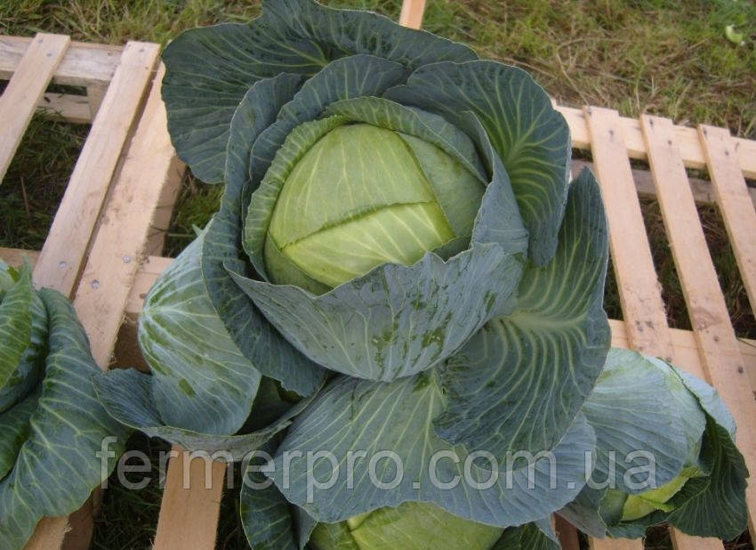 Насіння капусти Ліон F1 2500 каліброваного насіння Hazera, фото 1