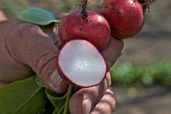 Насіння редису Дієго F1 50 000 насіння (3.0-3.4 мм) Hazera