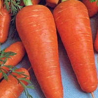 Семена моркови Курода (Франция) 0,5 кг среднепоздняя сортовая (85-90 дней), тип Шантане
