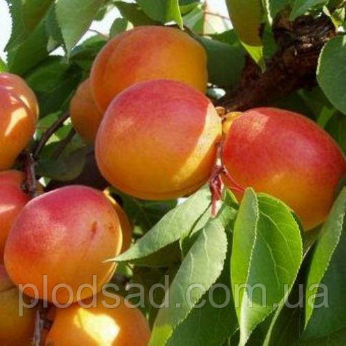 Абрикос Бела Діамола