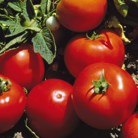 Насіння томату Лоджейн F1 (500 нас.) Enza Zaden, фото 1