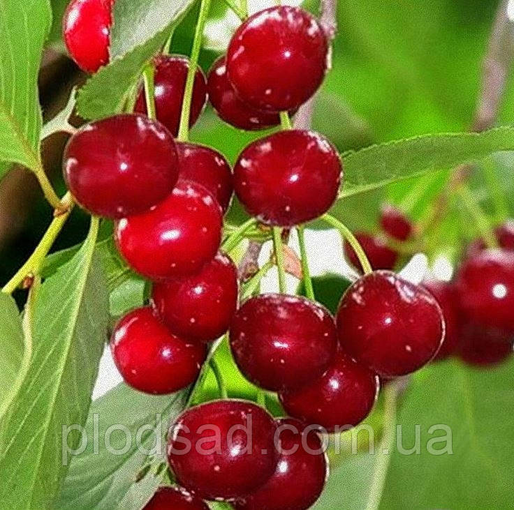 Вишня Малеча