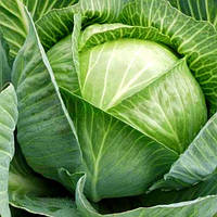 Насіння капусти Харківська зимова 100г Коуел