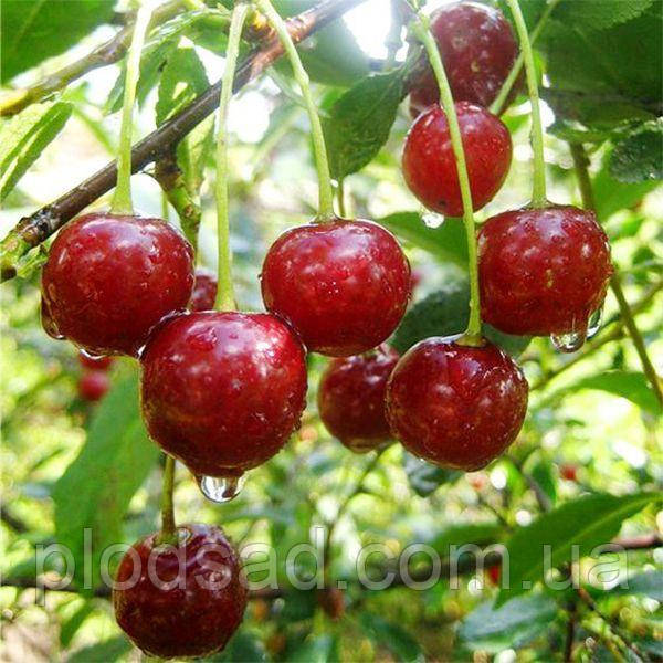 Вишня Кетеліс