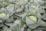 Насіння капусти б/к Зенон F1 (2500 сем.) Syngenta, фото 2