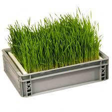 Ящики для пророщування і мікрозелені
