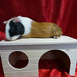 Будиночок для свинки, фото 4