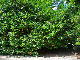 Лавровишня лікарська 3 річна, Лавровишня лекарственная, Prunus laurocerasus, фото 3